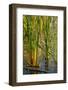 Pond Grasses-Steve Gadomski-Framed Photographic Print