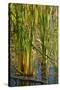 Pond Grasses-Steve Gadomski-Stretched Canvas