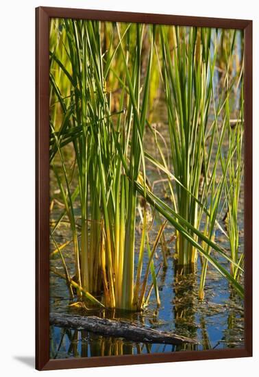Pond Grasses-Steve Gadomski-Framed Photographic Print