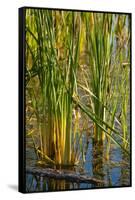 Pond Grasses-Steve Gadomski-Framed Stretched Canvas