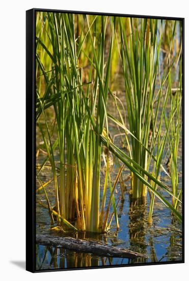 Pond Grasses-Steve Gadomski-Framed Stretched Canvas