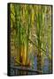 Pond Grasses-Steve Gadomski-Framed Stretched Canvas