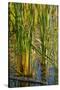 Pond Grasses-Steve Gadomski-Stretched Canvas