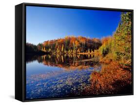 Pond in the Chaquamegon National Forest, Cable, Wisconsin, USA-Chuck Haney-Framed Stretched Canvas