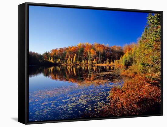 Pond in the Chaquamegon National Forest, Cable, Wisconsin, USA-Chuck Haney-Framed Stretched Canvas