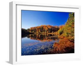 Pond in the Chaquamegon National Forest, Cable, Wisconsin, USA-Chuck Haney-Framed Photographic Print