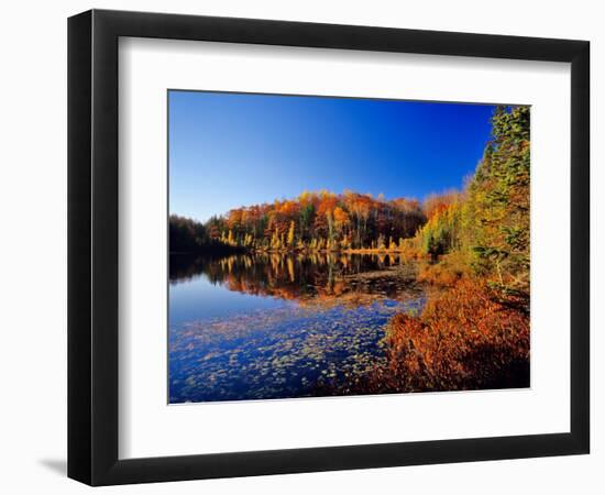 Pond in the Chaquamegon National Forest, Cable, Wisconsin, USA-Chuck Haney-Framed Photographic Print