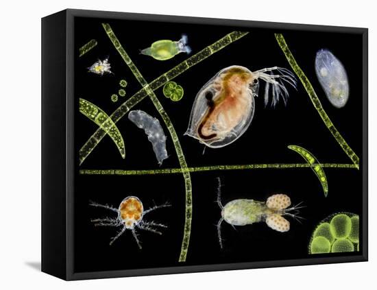 Pond Life-Laguna Design-Framed Stretched Canvas