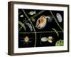 Pond Life-Laguna Design-Framed Premium Photographic Print