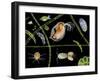 Pond Life-Laguna Design-Framed Premium Photographic Print