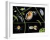 Pond Life-Laguna Design-Framed Premium Photographic Print