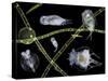 Pond Life-Laguna Design-Stretched Canvas