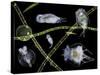 Pond Life-Laguna Design-Stretched Canvas