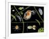 Pond Life-Laguna Design-Framed Photographic Print