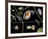 Pond Life-Laguna Design-Framed Photographic Print