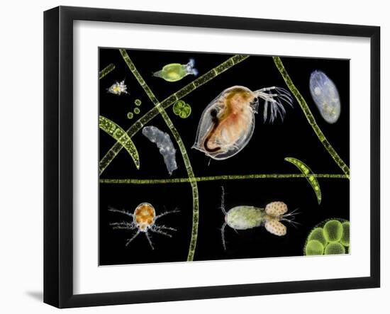Pond Life-Laguna Design-Framed Photographic Print