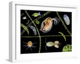 Pond Life-Laguna Design-Framed Photographic Print