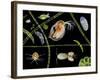 Pond Life-Laguna Design-Framed Photographic Print