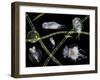 Pond Life-Laguna Design-Framed Photographic Print