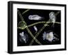 Pond Life-Laguna Design-Framed Photographic Print