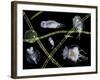 Pond Life-Laguna Design-Framed Photographic Print