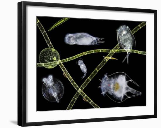 Pond Life-Laguna Design-Framed Photographic Print