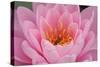 Pond Lily Fly in Pink Lily-Jeff Rasche-Stretched Canvas