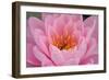 Pond Lily Fly in Pink Lily-Jeff Rasche-Framed Photographic Print