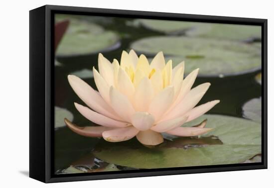 Pond Lily Peach Lily in Pads-Jeff Rasche-Framed Stretched Canvas