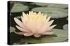 Pond Lily Peach Lily in Pads-Jeff Rasche-Stretched Canvas