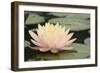 Pond Lily Peach Lily in Pads-Jeff Rasche-Framed Photographic Print