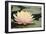 Pond Lily Peach Lily in Pads-Jeff Rasche-Framed Photographic Print