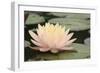 Pond Lily Peach Lily in Pads-Jeff Rasche-Framed Photographic Print