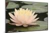 Pond Lily Peach Lily in Pads-Jeff Rasche-Mounted Photographic Print