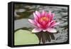 Pond Lily Purple Lily Reflecting-Jeff Rasche-Framed Stretched Canvas