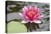 Pond Lily Purple Lily Reflecting-Jeff Rasche-Stretched Canvas