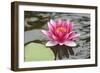 Pond Lily Purple Lily Reflecting-Jeff Rasche-Framed Photographic Print