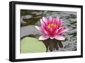 Pond Lily Purple Lily Reflecting-Jeff Rasche-Framed Photographic Print