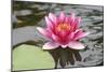 Pond Lily Purple Lily Reflecting-Jeff Rasche-Mounted Photographic Print