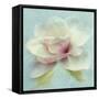 Pond Lily Sq-Amy Melious-Framed Stretched Canvas