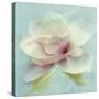 Pond Lily Sq-Amy Melious-Stretched Canvas