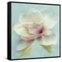 Pond Lily Sq-Amy Melious-Framed Stretched Canvas