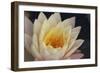 Pond Lily-Jeff Rasche-Framed Photographic Print