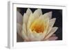 Pond Lily-Jeff Rasche-Framed Photographic Print