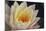 Pond Lily-Jeff Rasche-Mounted Photographic Print