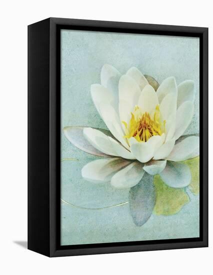 Pond Lily-Amy Melious-Framed Stretched Canvas