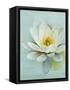 Pond Lily-Amy Melious-Framed Stretched Canvas