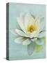 Pond Lily-Amy Melious-Stretched Canvas