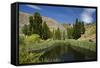 Pond, Reeds and Poplar Trees, Bannockburn, Central Otago, South Island, New Zealand-David Wall-Framed Stretched Canvas