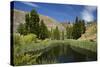 Pond, Reeds and Poplar Trees, Bannockburn, Central Otago, South Island, New Zealand-David Wall-Stretched Canvas